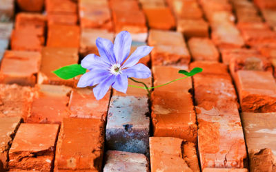 The Key to Adaptability